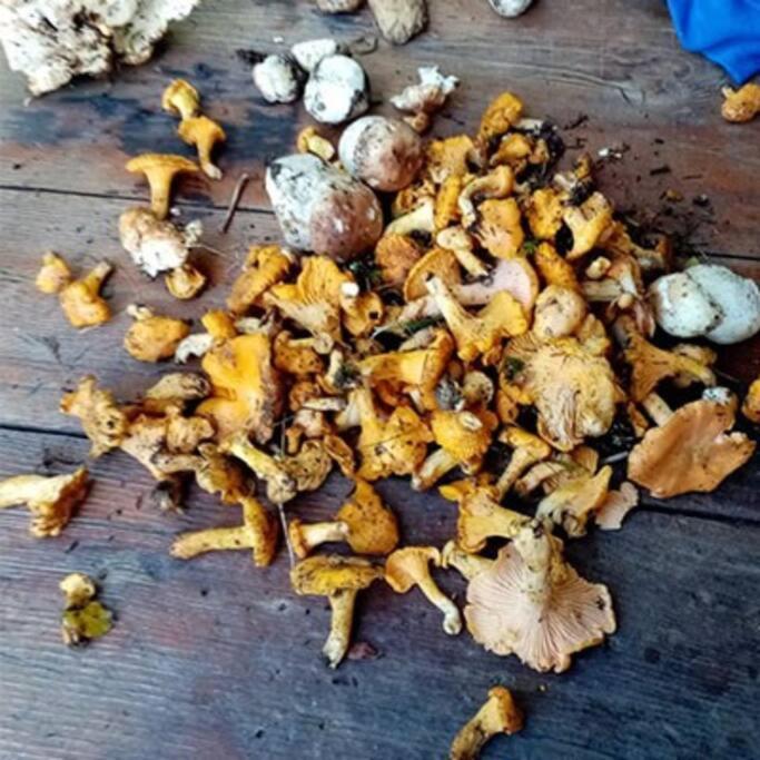 L'Appartement Les Bossons En Lisiere De Foret Dans Le Chalet Genepi Arèches Extérieur photo